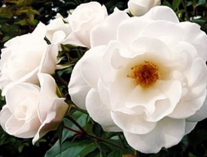 iceberg roses
