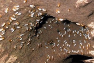 termite inspections